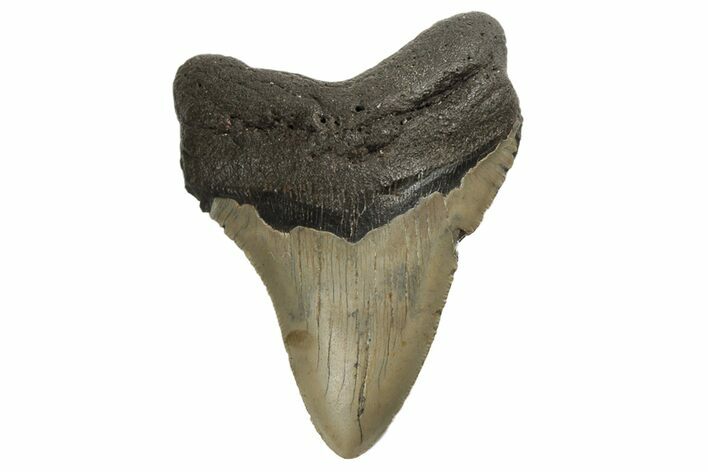 Fossil Megalodon Tooth - North Carolina #190878